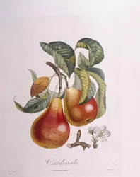 Peer "Cardinal", botanische plaat door Pierre Jean Francois Turpin