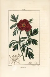 Europese pioen, Paeonia officinalis, met bloem, blad en silhouet van bloemonderdelen. Handgekleurde stipple kopergravure door Lambert Junior naar een tekening van Pierre Jean-Francois Turpin uit Chaumeton, Poiret en Chamberet