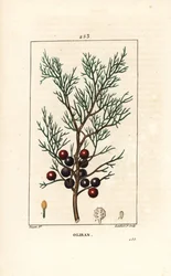 Fenicie of Lycia Jeneverbes of Rode Jeneverbes - Fenicische jeneverbes, arar, of wierook, Juniperus phoenicea, met tak, blad en bes. Handgekleurde stipple kopergravure door Lambert Junior naar een tekening van Pierre Jean-Francois Turpin uit Chaumeton, Po