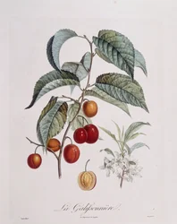 Pruim "La Galifsonniere", botanische plaat door Pierre Jean Francois Turpin