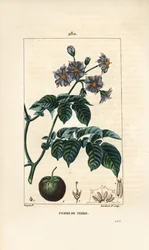 Aardappel