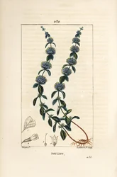 Pouliot munt - Polei munt, Mentha pulegium, met bloem, blad, stengel, wortel en zaad
