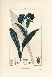 Longkruid, Pulmonaria officinalis, met bloem, blad, stengel en blad in omtrek