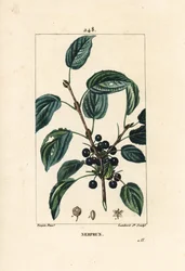 Purgatieve wegedoorn, Rhamnus cathartica, met bloem, blad en zaad