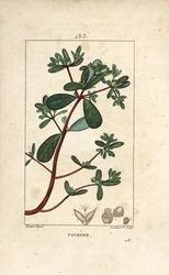 Postelein, met blad, stengel en bloem. Handgekleurde stipple kopergravure door Lambert Junior naar een tekening van Pierre Jean-Francois Turpin uit Chaumeton, Poiret en Chamberet