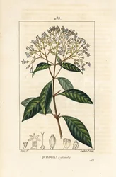 Kinaboom - Kinine of Peruaanse schorsboom, Cinchona officinalis, met bloem, tak, blad en zaad