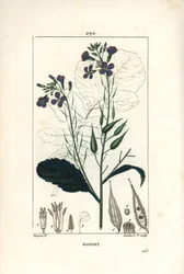 Radijs - Radijs, Raphanus sativus, met bloem, blad, zaad en bladomtrek