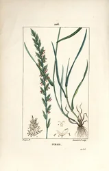 Raaigras, Gramen loliaceum. Handgekleurde stipple kopergravure door Lambert Junior naar een tekening van Pierre Jean-Francois Turpin uit Chaumeton, Poiret en Chamberet