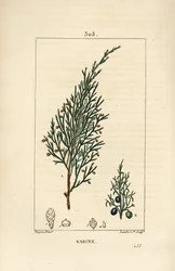 Sabijnse jeneverbes, Juniperus sabina, met bes, blad, stengel en zaad