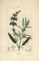 Salie officinale