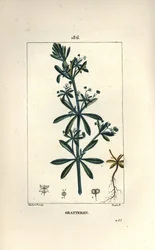 Kleefkruid