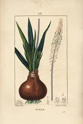 Zeekool, Drimia maritima, met bol, blad, stengel en bloem