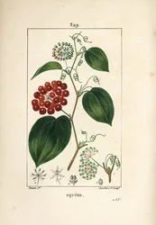 Smilax-variëteit - Chinese smilax, Smilax china, met bloem, rank, blad en vrucht