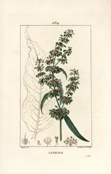 Patience dock, Rumex patientia, met bloem, stengel, bladeren, zaad en bladsilhouet. Handgekleurde stipple kopergravure door Lambert Junior naar een tekening van Pierre Jean-Francois Turpin uit Chaumeton, Poiret en