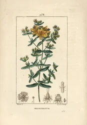 Sint-Janskruid, Sint-Janskruid of Sint-Janskruid officinal - Geperforeerd Sint-Janskruid, Hypericum perforatum. Handgekleurde stipple kopergravure door Lambert Junior naar een tekening van Pierre Jean-Francois Turpin uit Chaumeton, Poiret en Chambere