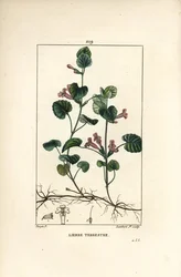 Aardse klimop - Grondklimop, Hedera terrestris. Handgekleurde stipple kopergravure door Lambert Junior naar een tekening van Pierre Jean-Francois Turpin uit Chaumeton, Poiret en Chamberet