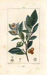 Thee, Camellia sinensis, met blad, vrucht en bloem