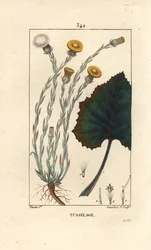 Hoefblad, Tussilago farfara, met bloem, blad, stengel en wortel