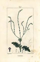 IJzerhard of Heilig Kruiskruid, Venus