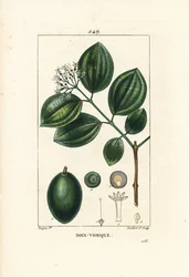 Strychnineboom of gifnoot, Strychnos nux-vomica, met vrucht, zaad, blad en bloem. Handgekleurde stipple kopergravure door Lambert Junior naar een tekening van Pierre Jean-Francois Turpin uit Chaumeton, Poiret en Chamberet