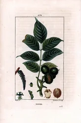 Walnoottak met noten - Walnotenboom, Juglans regia, met tak, bladeren, rijpe vrucht, noot in schil en in doorsnede. Handgekleurde stipple kopergravure door Lambert Junior naar een tekening van Pierre Jean-Francois Turpin uit Chaumeton, Poiret et Chamber
