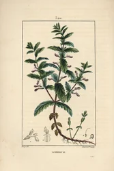 Water germander, Teucrium scordium, met bloem, blad, stengel en wortels