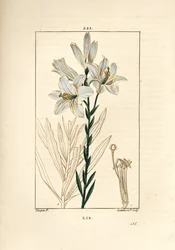 Witte lelie of madonnalelie - Witte lelie, Lilium candidum. Handgekleurde stipple kopergravure door Lambert Junior naar een tekening van Pierre Jean-Francois Turpin uit Chaumeton, Poiret en Chamberet
