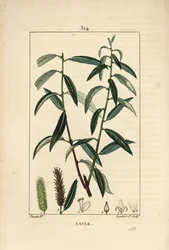Witte of zilveren wilg, witte wilg - Salix alba, met blad, bloem, mannelijke en vrouwelijke katjes, vrucht en zaad. Handgekleurde gestippelde kopergravure door Lambert Junior naar een tekening van Pierre Jean-François Turpin uit Chaumeton, Poi