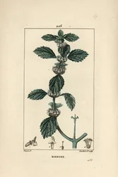 Witte of gewone marrube - Gewone marrubium, Marrubium vulgare. Handgekleurde stipple kopergravure door Lambert Junior naar een tekening van Pierre Jean-Francois Turpin uit Chaumeton, Poiret en Chamberet