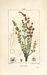Wilde rabarber - rhapontische of valse rabarber, Rheum rhapontium, met bloem, stengel, zaad en bladomtrek. Met de hand ingekleurde gestippelde kopergravure door Lambert Junior naar een tekening van Pierre Jean-François Turpin uit «La» van Chaumeton