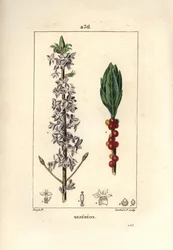 Hout mooi, mooi, groen, groen hout, Daphne mooi hout - Peperboompje, Daphne mezereum. Handgekleurde stipple kopergravure door Lambert Junior naar een tekening van Pierre Jean-Francois Turpin uit Chaumeton, Poiret en Chamberet