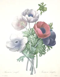 Anemoon simplex, gegraveerd door François Langlois, uit Choix des Plus Belle Fleurs et des Plus Beaux Fruits