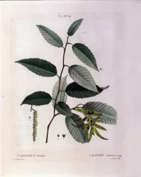 Botanisch: tak van haagbeuk. Plaat uit "Nouveau Duhamel du Monceau of Verhandeling over Bomen en Struiken Gecultiveerd in Frankrijk" Aquarel door Pierre Joseph Redoute (1759-1840) 1819