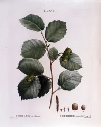 Botanisch: hazelnoottak. Plaat uit 