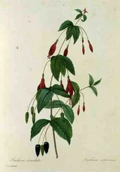 Fuchsia coccinea, uit 