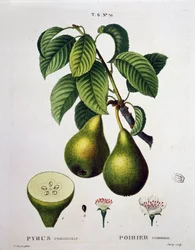 Poirier - in Nouveau Duhamel du Monceau ou traité des arbres et arbustes que le culture en France, figuren volgens de tekeningen van P.J. Redoute en P. Bessa, Parijs