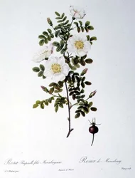 Rosa Pimpinellifolia Mariaeburgensis, gegraveerd door Chapuy, uit 