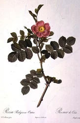 Rosa Rubiginosa Cretica, gegraveerd door Langlois, uit 