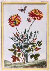 Een variëteit dubbelbloemige gele klaproos, ca. 1776