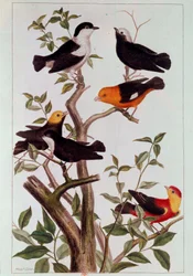 Vogels op takken