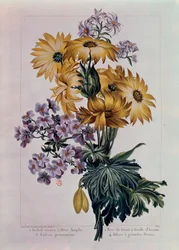 Boeket van zonnebloemen en andere bloemen. Vaste zon met enkele bloem, kraanvogelbek met acanthusblad en aster met grote bloemen. Lithografie door Pierre Joseph (1731-1807)