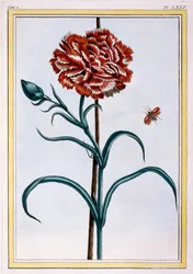 Anjer, pub. 1776