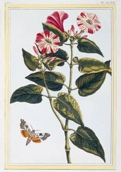 La Belle de Nuit Morning Glory, uitgegeven 1776