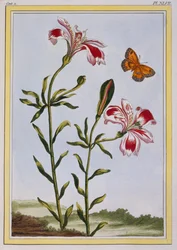 De gevlekte bloem van de Inca
