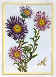 La Reine Marguerite Aster, pub. 1776