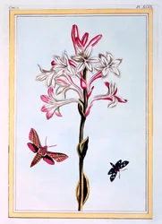 La Tuberose, pub. 1776