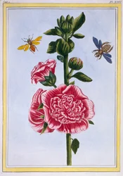 Passerose Stokroos, pub. 1776