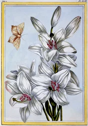 De Grote Witte Lelie