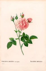 Agathe Royale roos, Rosa gallica variëteit