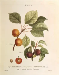 Zwarte abrikoos en abrikozenvariëteiten: Prunus armeniaca, Armeniaca atropurpurea door Pierre Joseph Redouté (1759-1840)